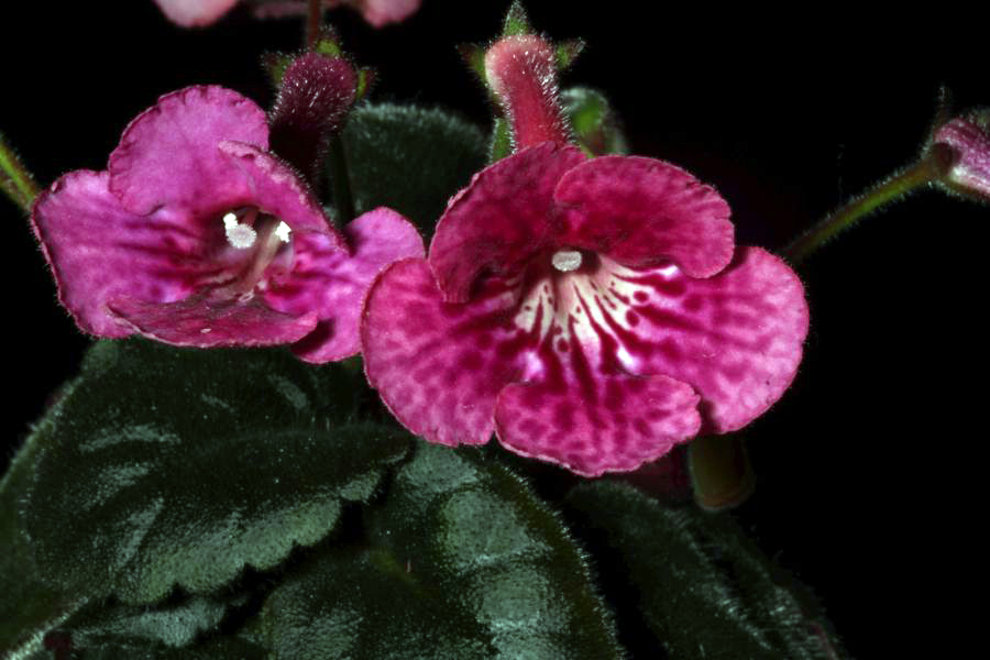 2018 Convention<br>New World Gesneriads in Flower – Tuberous<br>Class 4D Miniature <i>Sinningia</i> species and hybrids