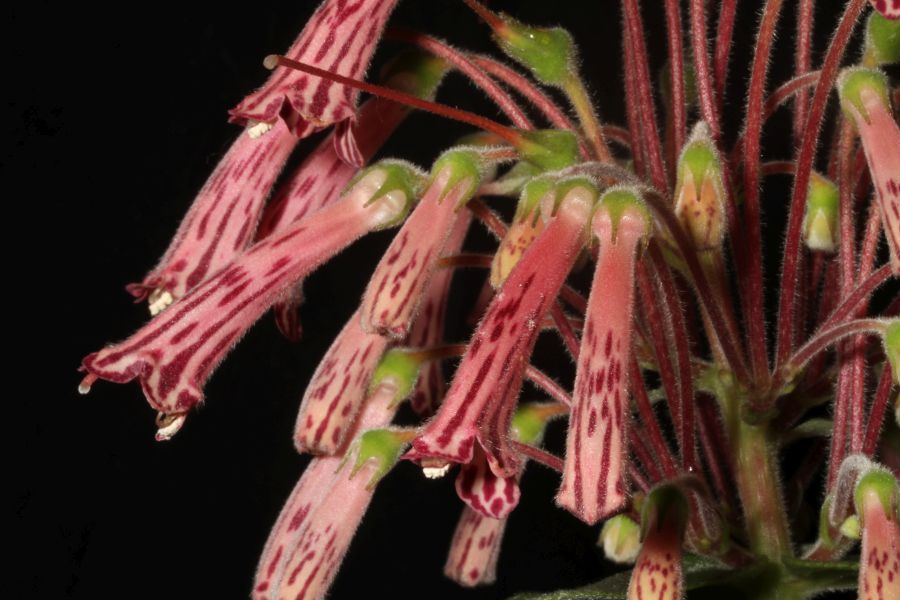 2018 Convention<br>New World Gesneriads in Flower – Tuberous<br>Class 5 Other <i>Sinningia</i> species BEST IN SECTION A – NEW WORLD TUBEROUS GESNERIAD IN FLOWER