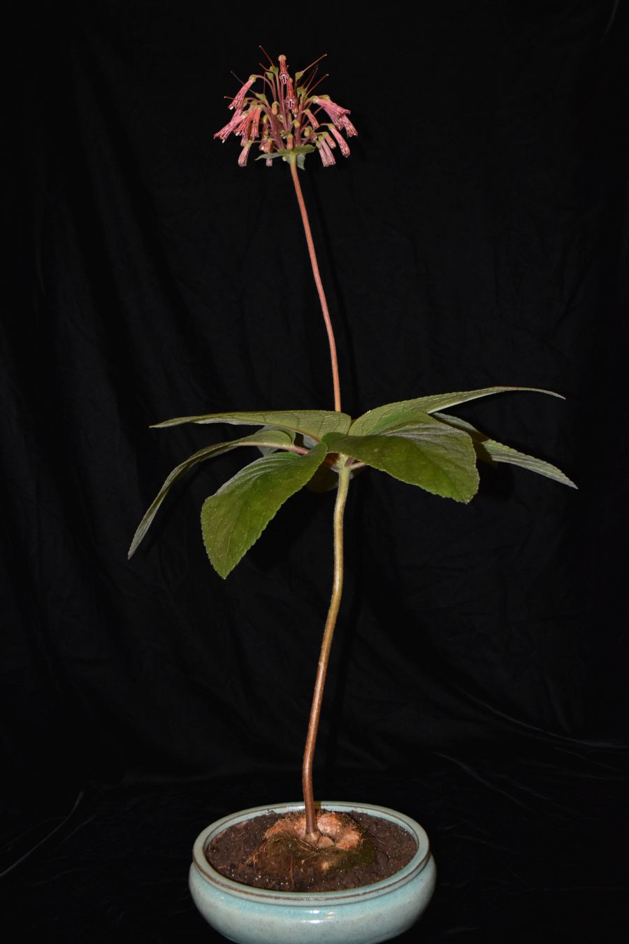 2018 Convention<br>New World Gesneriads in Flower – Tuberous<br>Class 5 Other <i>Sinningia</i> species BEST IN SECTION A – NEW WORLD TUBEROUS GESNERIAD IN FLOWER