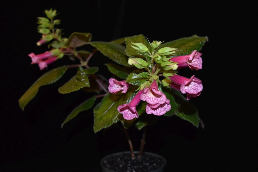 2018 Convention<br>New World Gesneriads in Flower – Tuberous<br>Class 6B Other <i>Sinningia</i> hybrids