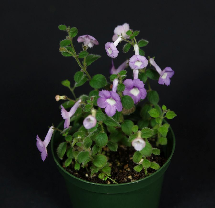 2018 Convention<br>New World Gesneriads in Flower – Rhizomatous<br>Class 12 Other rhizomatous gesneriads less than 5" in all dimensions<br>RUNNER-UP TO BEST IN HORTICULTURE<br>BEST IN SECTION B – NEW WORLD RHIZOMATOUS GESNERIAD IN FLOWER<br>BEST SOUTH AMERICAN SPECIES OTHER THAN SINNINGIA