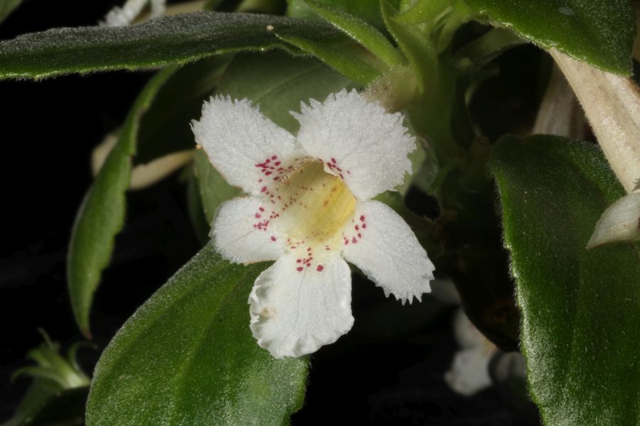 2018 Convention<br>New World Gesneriads in Flower – Fibrous-Rooted<br>Class 16 <i>Episcia, Alsobia</i>