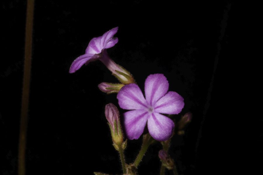 2018 Convention<br>Old World Gesneriads in Flower<br>Class 23 – <i>Primulina</i> species