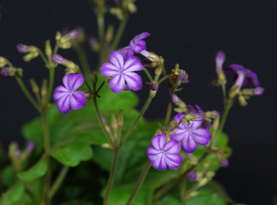 2018 Convention<br>Old World Gesneriads in Flower<br>Class 23 – <i>Primulina</i> species