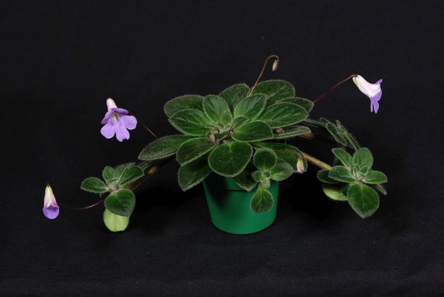 2018 Convention<br>Old World Gesneriads in Flower<br>Class 24 – <i>Primulina</i> hybrids
