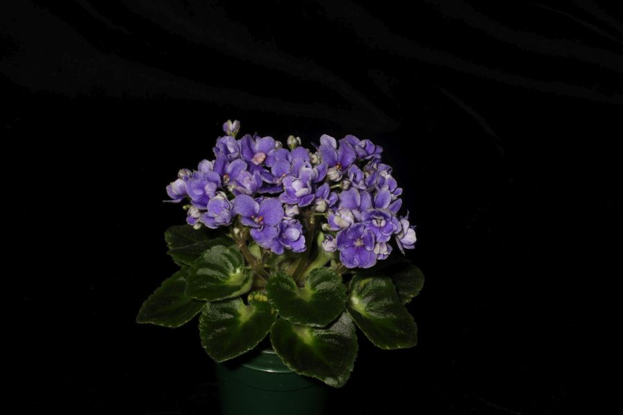 2018 Convention<br>Old World Gesneriads in Flower<br>Class 27 – Sect. <i>Saintpaulia</i> hybrids with leaf span maximum 6” diameter