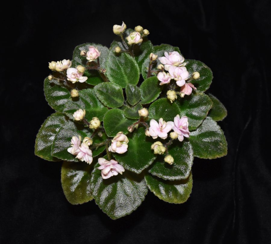 2018 Convention<br>Old World Gesneriads in Flower<br>Class 28 – Sect. <i>Saintpaulia</i> hybrids with leaf span maximum 9" diameter
