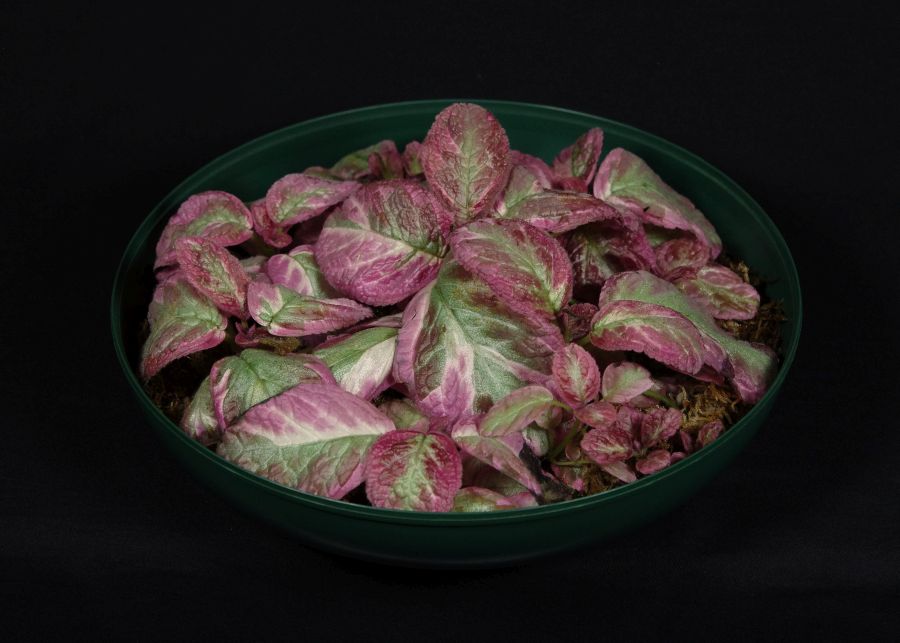 2018 Convention<br>Gesneriads Grown for Ornamental Qualities Other Than Flowers<br>Class 36 – <i>Episcia</i> with pink, white and/or cream leaf variegation<br>BEST EPISCIA