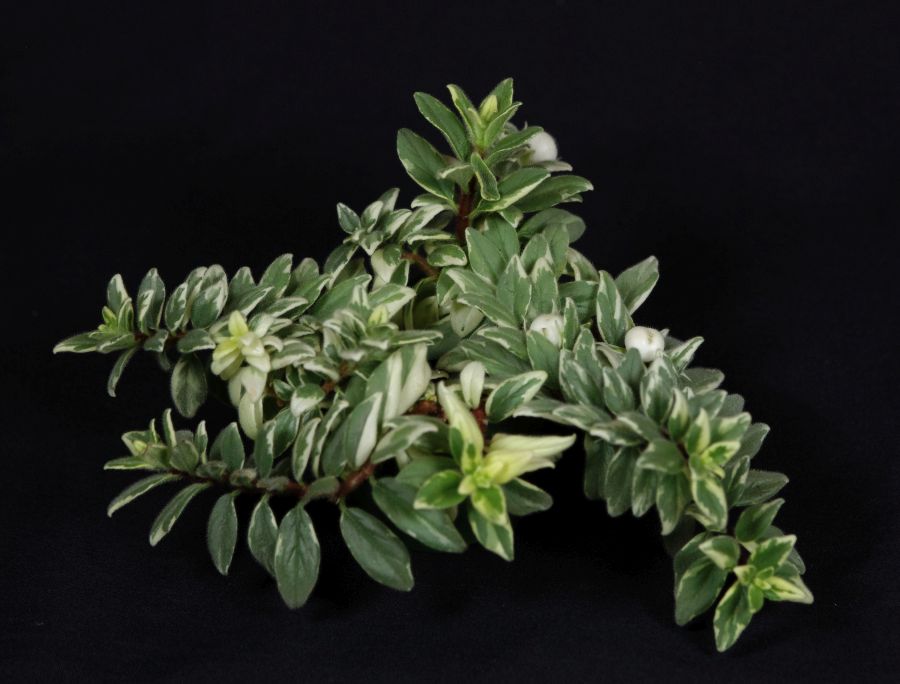 2018 Convention<br>Gesneriads Grown for Ornamental Qualities Other Than Flowers<br>Class 38 – Other gesneriads with variegated foliage<br>BEST GESNERIAD EXHIBITING FRUIT