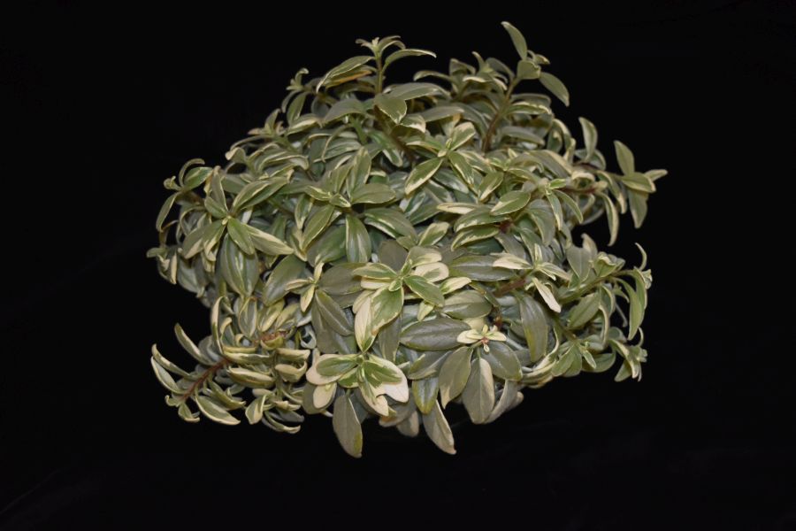 2018 Convention<br>Gesneriads Grown for Ornamental Qualities Other Than Flowers<br>Class 38 – Other gesneriads with variegated foliage