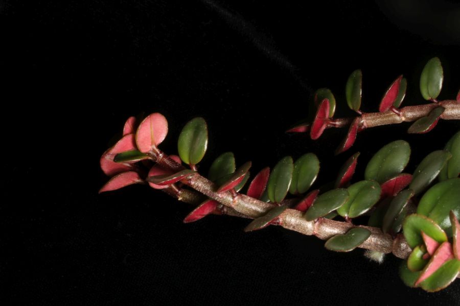 2018 Convention<br>Lesser-Known Gesneriads Seldom Grown or Seen in Shows<br>Class 46 – Not in flower<br>BEST COLUMNEA