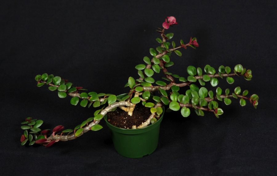 2018 Convention<br>Lesser-Known Gesneriads Seldom Grown or Seen in Shows<br>Class 46 – Not in flower<br>BEST COLUMNEA