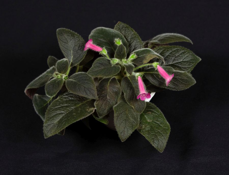 2018 Convention<br>Gesneriads Grown by a Novice<br>Class 48 – In flower<br>BEST PERIDOTS HYBRID