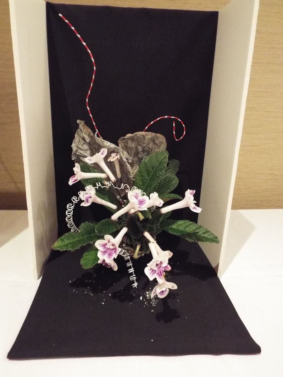 2018 Convention<br>Arrangements of Dried and/or Growing Gesneriad Material<br>Class 61<br>BEST IN THE ARTISTIC DIVISION
