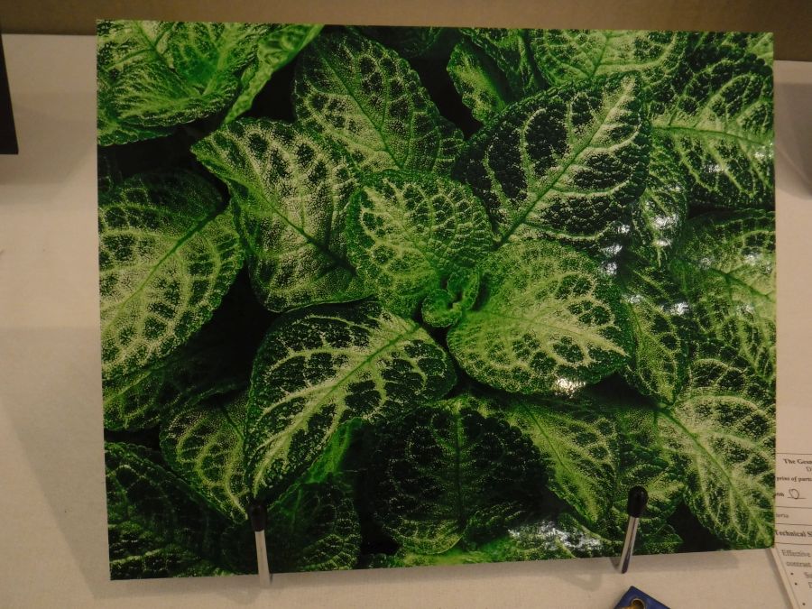 2018 Convention<br>Photography<br>Class 69 Color print of parts of a gesneriad (flowers, fruit, foliage, etc.) <br>BEST IN THE ARTS DIVISION<br>BEST IN SECTION O – PHOTOGRAPHY