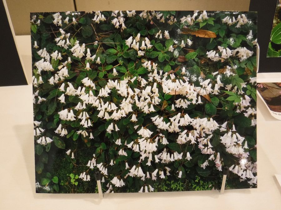 2018 Convention<br>Photograph<br>Class 71 Color print of gesneriad(s) growing in a natural habitat<br>RUNNER-UP TO BEST IN ARTS