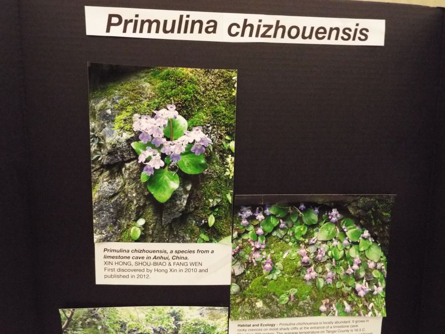 Class 80 – Exhibit of photograph(s) of gesneriads that because of their seasonal nature and/or rarity are not often exhibited <br>RUNNER-UP TO BEST IN THE COMMERCIAL/EDUCATIONAL DIVISION