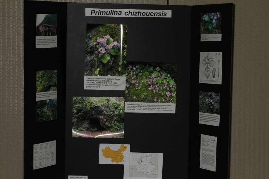 2018 Convention<br>Educational Exhibits<br>Class 80 – Exhibit of photograph(s) of gesneriads that because of their seasonal nature and/or rarity are not often exhibited <br>RUNNER-UP TO BEST IN THE COMMERCIAL/EDUCATIONAL DIVISION