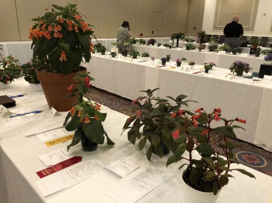 Last opportunity to admire the flower show entries