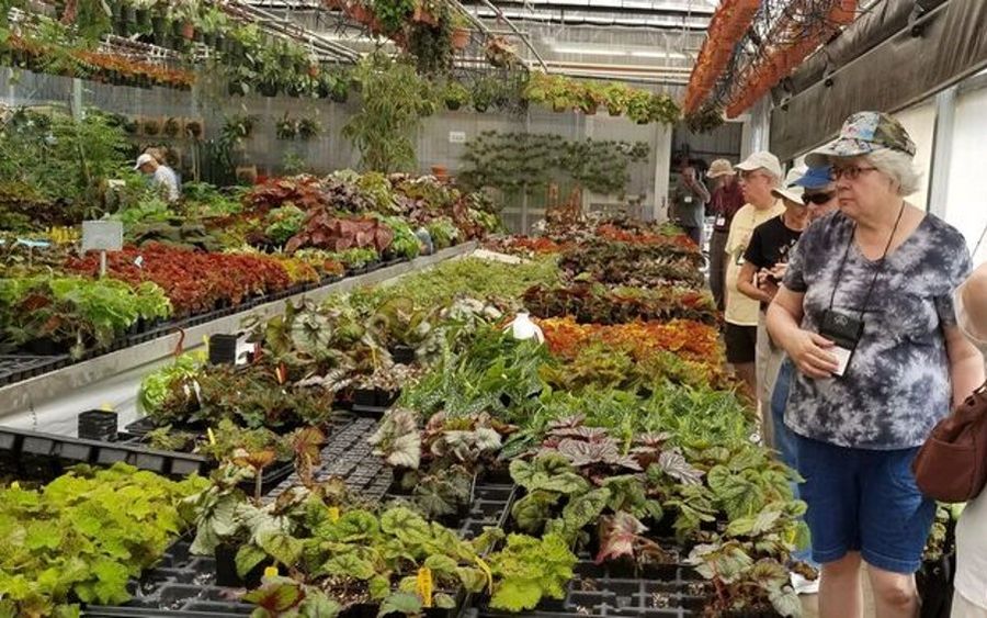 Irina Nicholson and others enjoying the plants