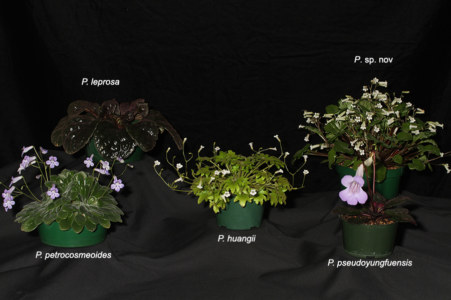 Class 502018 Convention<br>Collections of Gesneriads<br>Class 50 – Plants of a single genus either species, cultivars or hybrids<br>BEST IN THE HORTICULTURE DIVISION<br>BEST IN SECTION J – COLLECTION OF GESNERIADS Prim Coll_labeled_JMH