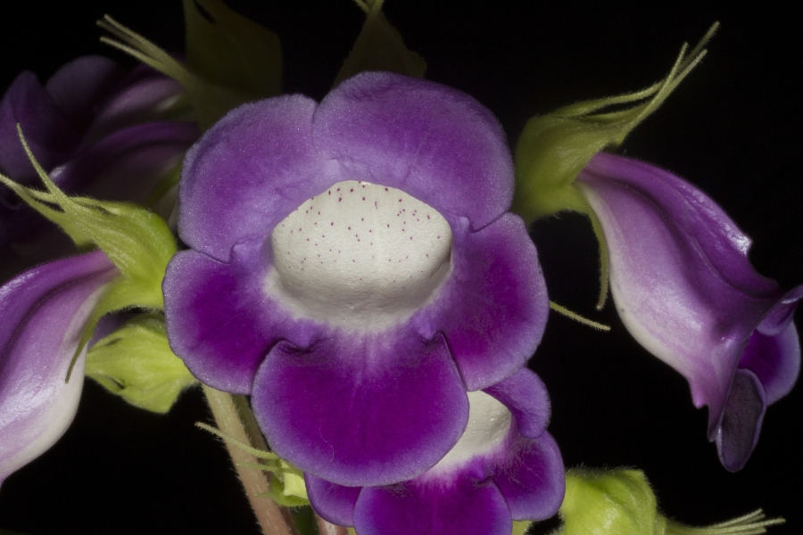 2019 Convention <br>New World Gesneriads in Flower – Tuberous  <br>Class 1 <i>Sinningia speciosa</i> species