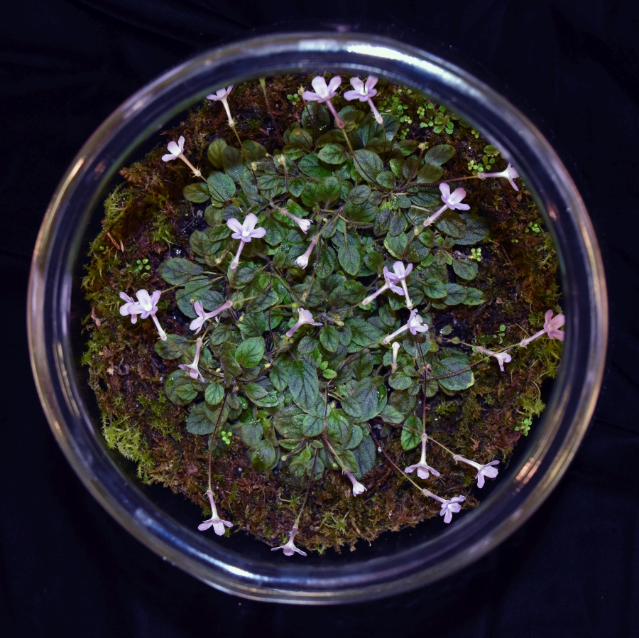 2019 Convention <br>New World Gesneriads in Flower – Tuberous  <br>Class 3 Microminiature <i>Sinningia</i> species and cultivars BEST IN SECTION A – NEW WORLD TUBEROUS GESNERIAD IN FLOWER