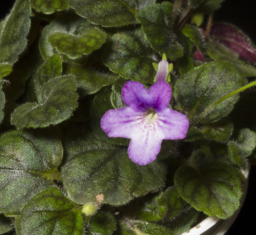 2019 Convention <br>New World Gesneriads in Flower – Tuberous  <br>Class 3 Microminiature <i>Sinningia</i> species and cultivars