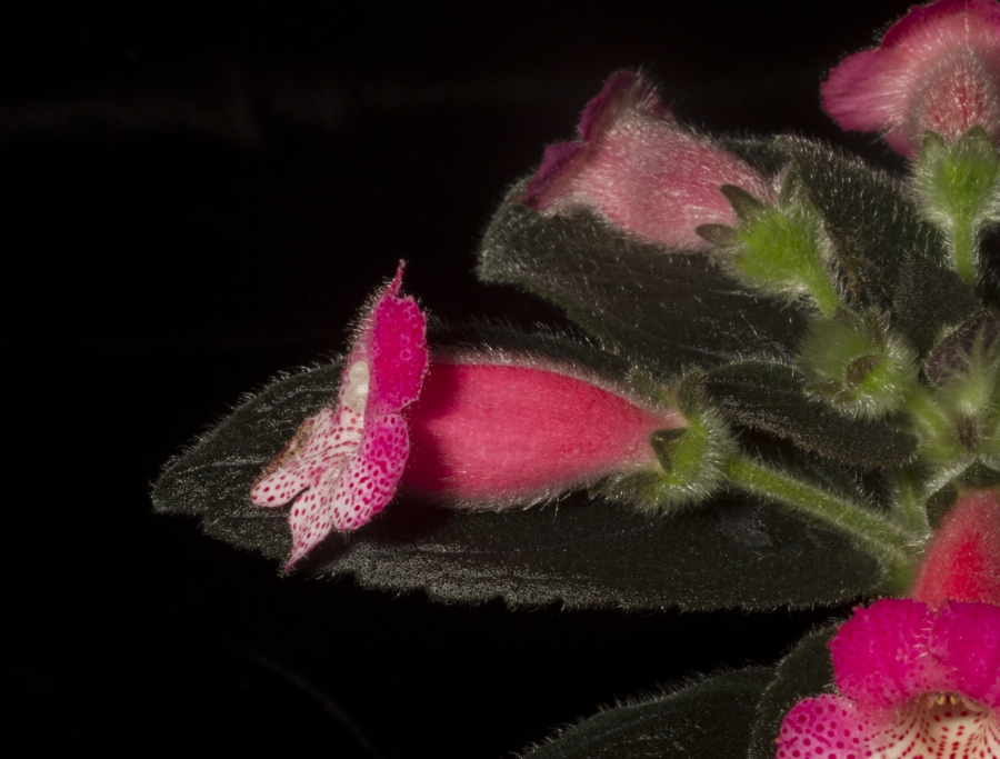 2019 Convention <br>New World Gesneriads in Flower – Rhizomatous <br>Class 9A <i>Kohleria</i> (pink) <br>BEST IN SECTION B – NEW WORLD RHIZOMATOUS  <br>GESNERIAD IN FLOWER <br>BEST BRANDON ERIKSON HYBRID