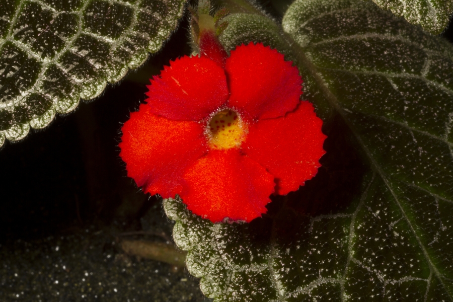 2019 Convention <br>New World Gesneriads in Flower – Fibrous-Rooted <br>Class 16 <i>Episcia, Alsobia</i>