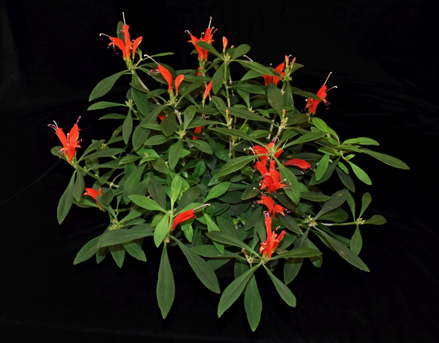 2019 Convention <br>Old World Gesneriads in Flower  <br>Class 20 – <i>Aeschynanthus</i>