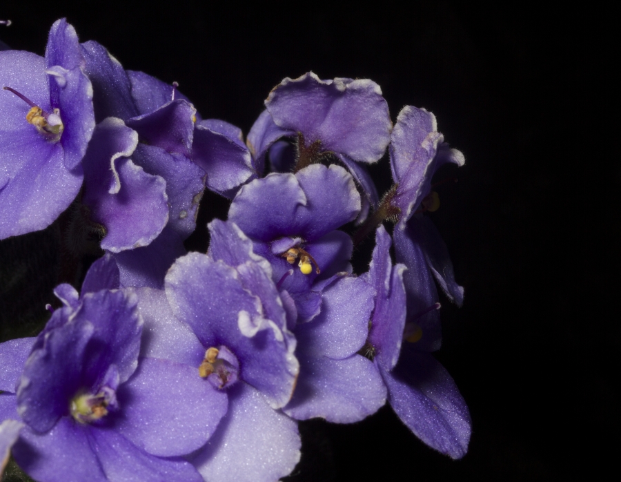 2019 Convention <br>Old World Gesneriads in Flower <br>Class 27B – Sect. <i>Saintpaulia</i> mini cultivars w/ leaf span max. 6” diam. (purple/white)
