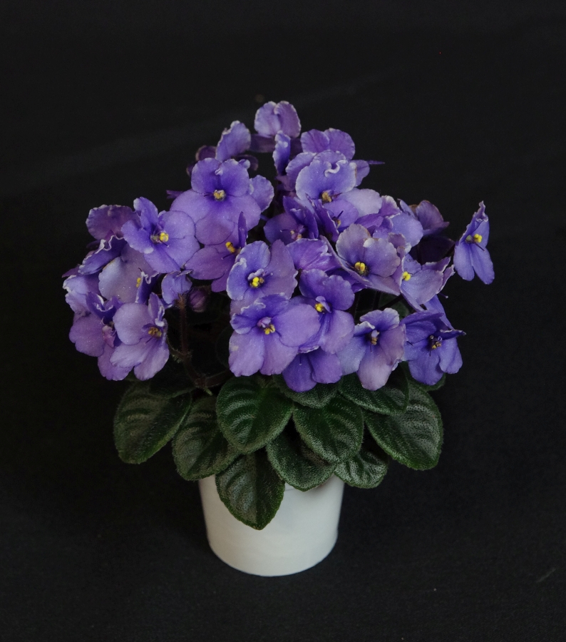 2019 Convention <br>Old World Gesneriads in Flower <br>Class 27B – Sect. <i>Saintpaulia</i> mini cultivars w/ leaf span max. 6” diam. (purple/white)