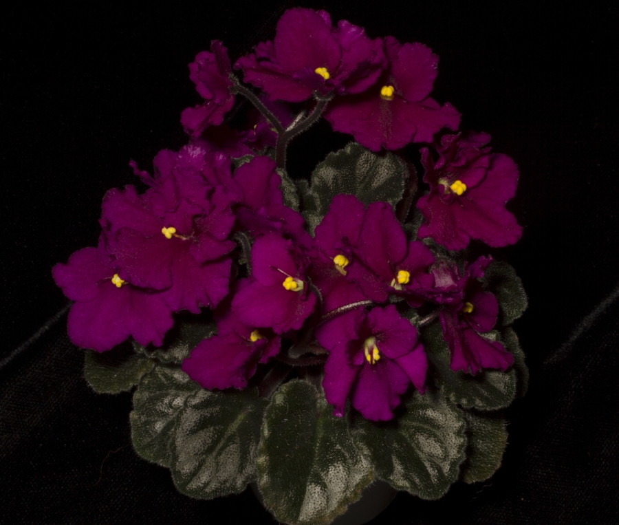 2019 Convention <br>Old World Gesneriads in Flower  <br>Class 28 – Sect. <i>Saintpaulia</i> semi-miniature cultivars