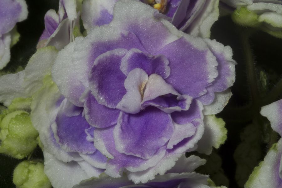 2019 Convention <br>Old World Gesneriads in Flower  <br>Class 29B – Sect. <i>Saintpaulia</i> standard cultivars variegated foliage (lavender flowers) <br>BEST SAINTPAULIA HYBRID
