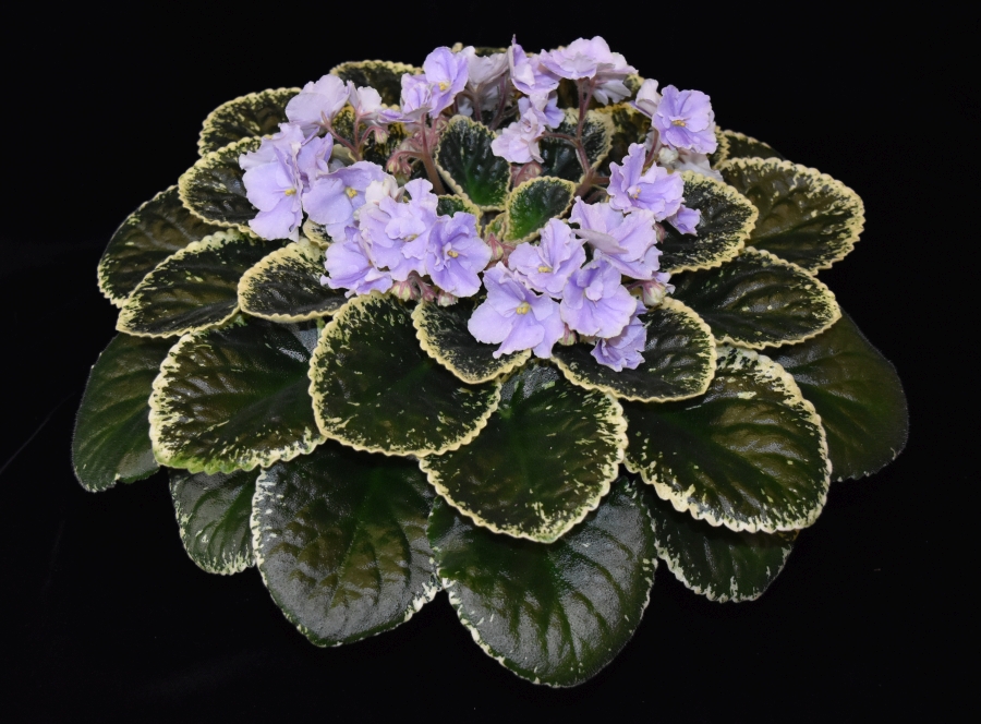 2019 Convention <br>Old World Gesneriads in Flower  <br>Class 29B – Sect. <i>Saintpaulia</i> standard cultivars variegated foliage (lavender flowers) BEST PAT HANCOCK HYBRID