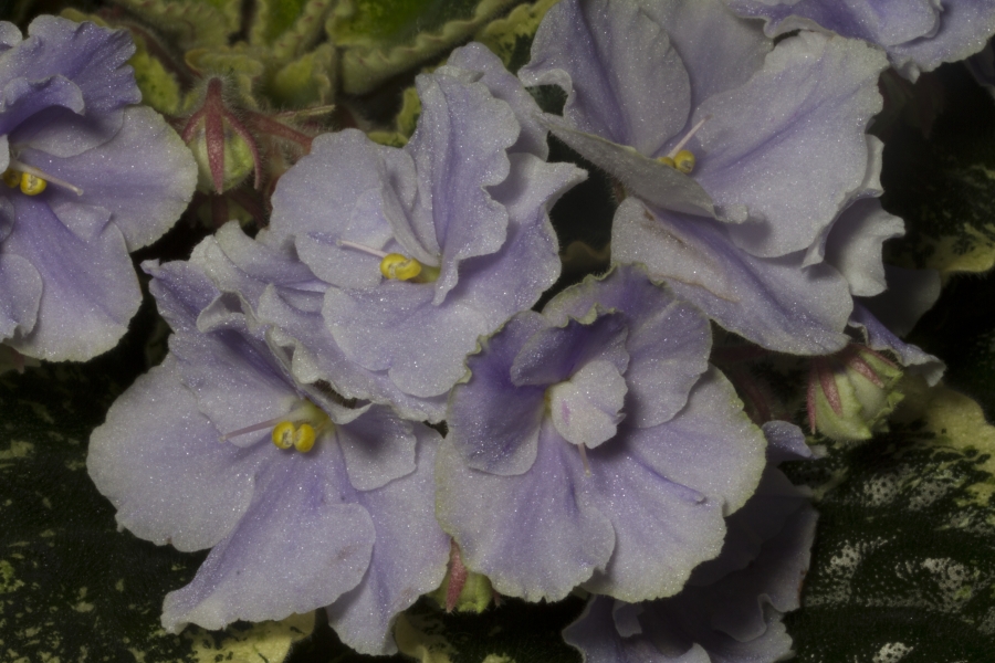 2019 Convention <br>Old World Gesneriads in Flower  <br>Class 29B – Sect. <i>Saintpaulia</i> standard cultivars variegated foliage (lavender flowers) BEST PAT HANCOCK HYBRID