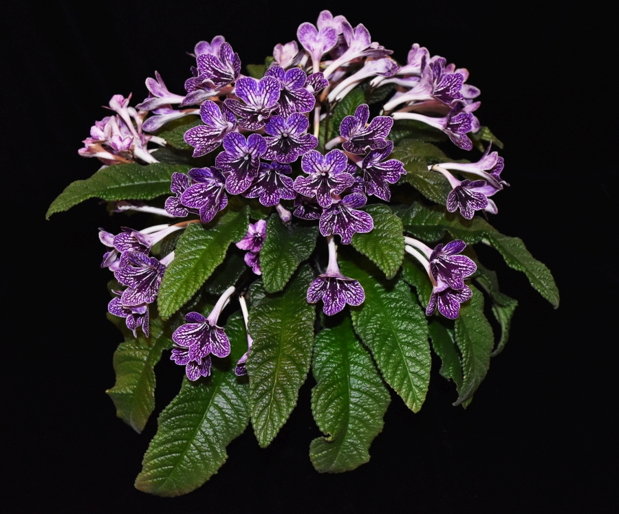 2019 Convention <br>Old World Gesneriads in Flower  <br>Class 32B – <i>Streptocarpus</i>, subgenus <i>Streptocarpus</i>, hybrids (netted) <br>RUNNER-UP TO BEST IN HORTICULTURE <br>BEST STREPTOCARPUS, BEST GESNERIAD GROWN BY A FIRST-TIME CONVENTION EXHIBITOR