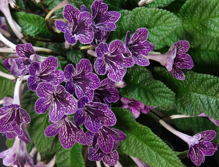 2019 Convention <br>Old World Gesneriads in Flower  <br>Class 32B – <i>Streptocarpus</i>, subgenus <i>Streptocarpus</i>, hybrids (netted) <br>RUNNER-UP TO BEST IN HORTICULTURE <br>BEST STREPTOCARPUS, BEST GESNERIAD GROWN BY A FIRST-TIME CONVENTION EXHIBITOR