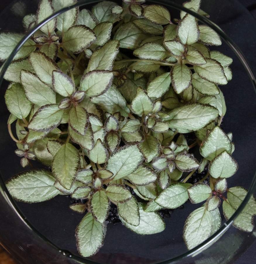 2019 Convention <br>Gesneriads Grown for Ornamental Qualities Other Than Flowers  <br>Class 35 – Episcia