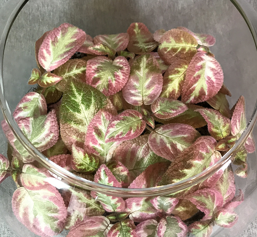 2019 Convention <br>Gesneriads Grown for Ornamental Qualities Other Than Flowers  <br>Class 36 – Episcia with pink, white and/or cream leaf variegation <br>BEST EPISCIA