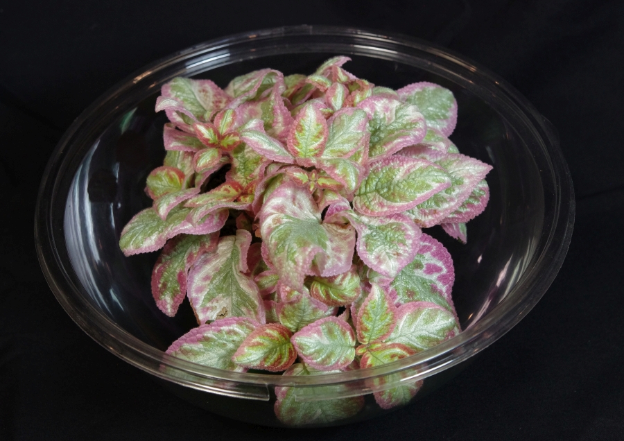 2019 Convention <br>Gesneriads Grown for Ornamental Qualities Other Than Flowers  <br>Class 36 – Episcia with pink, white and/or cream leaf variegation