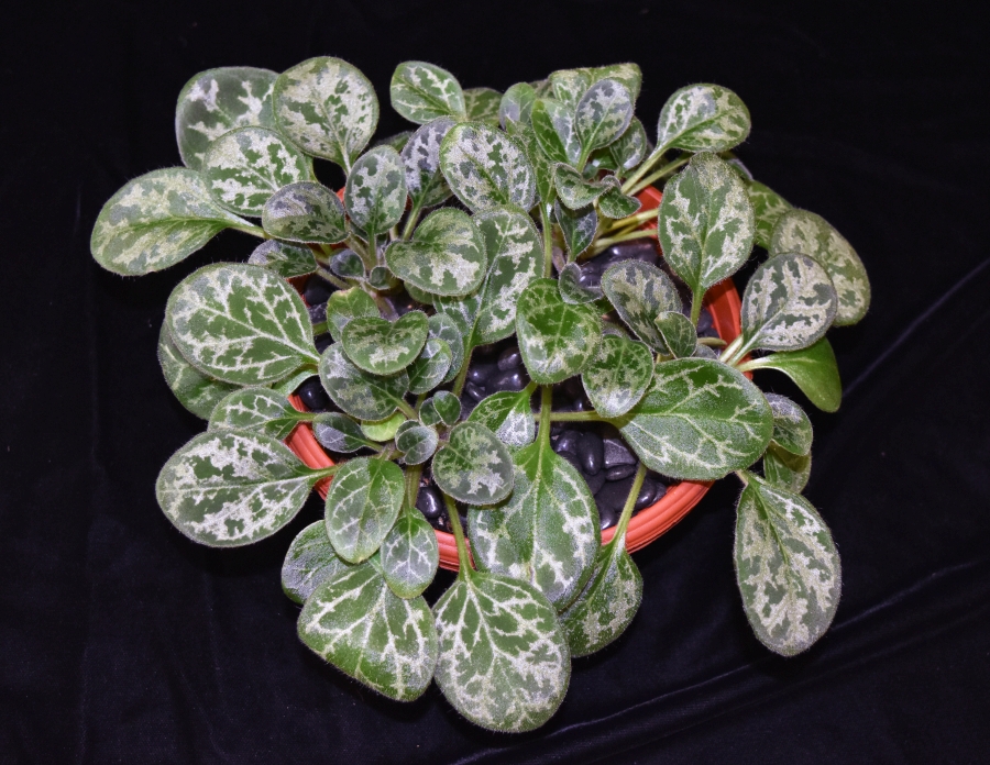 2019 Convention <br>Gesneriads Grown for Ornamental Qualities Other Than Flowers  <br>Class 37B – Primulina (other species)