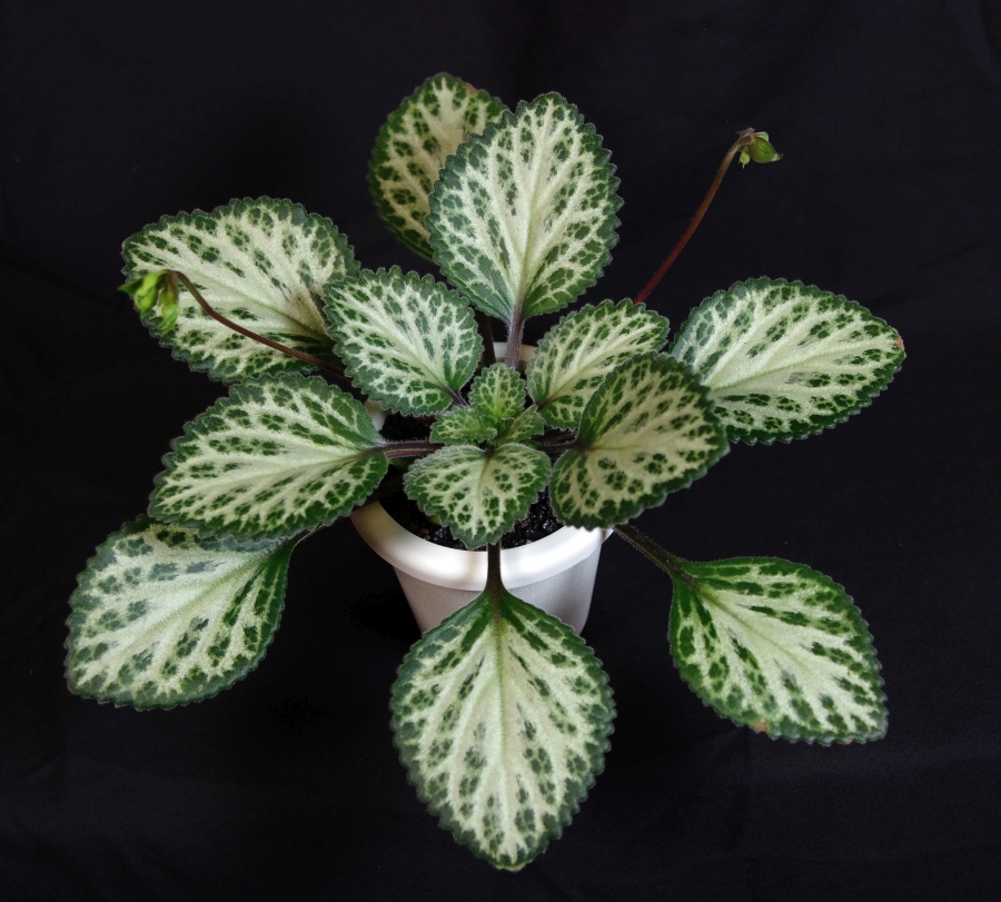 2019 Convention <br>Gesneriads Grown for Ornamental Qualities Other Than Flowers  <br>Class 37C – Primulina (Peter Shalit hybrids) <br>BEST PETER SHALIT HYBRID