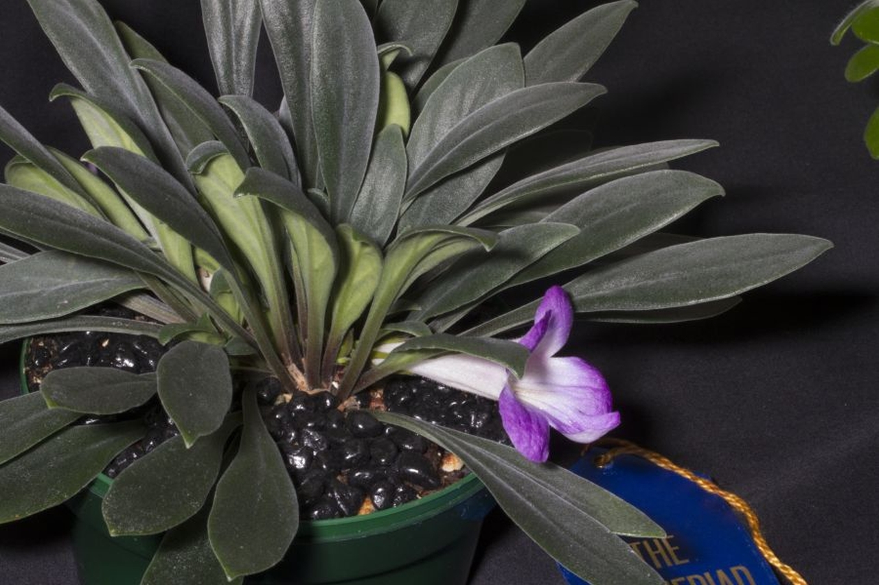 2019 Convention <br>Collections of Gesneriads  <br>Class 50B – Plants of a single genus (Primulina)  <br>BEST IN THE HORTICULTURE DIVISION <br>BEST IN SECTION J – COLLECTION OF GESNERIADS <br>BEST PRIMULINA