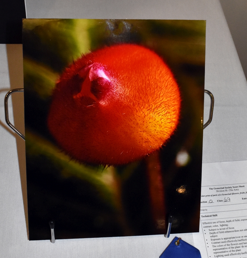 2019 Convention <br>Photography <br>Class 69 – Color print of parts of a gesneriad (flowers, fruit, foliage, etc.)