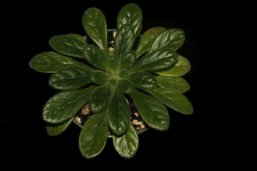 <em>Primulina petrocosmeoides</em> × <em>Primulina linearicalyx</em> exhibited by Karyn Cichocki