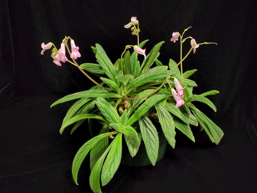 <em>Primulina</em> species and cultivar collection exhibited by Bill Price<br><em>Primulina</em> 'Candy'