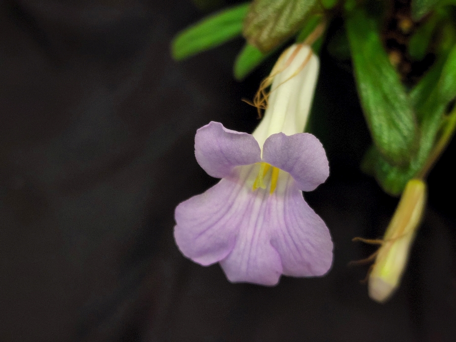 <em>Primulina</em> species and cultivar collection exhibited by Bill Price<br><em>Primulina linearicalyx</em>