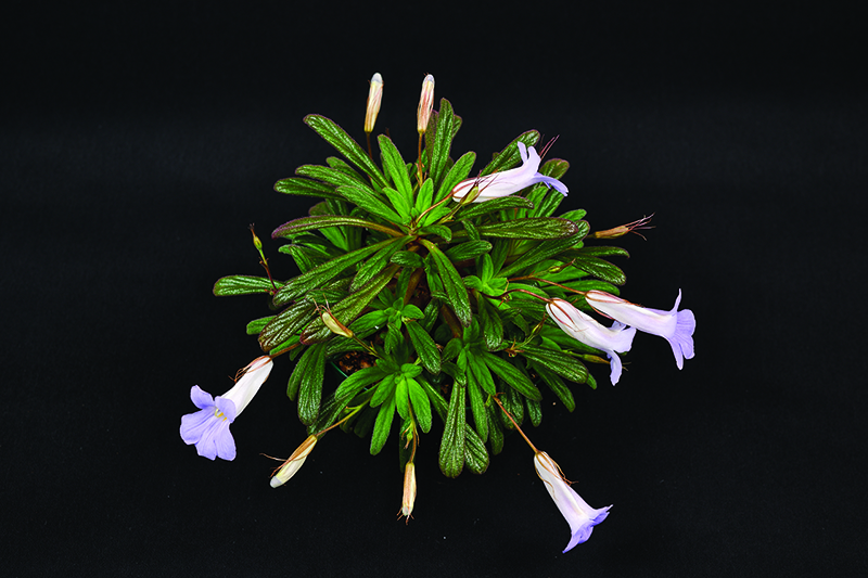 <em>Primulina</em> species and cultivar collection exhibited by Bill Price<br><em>Primulina linearicalyx</em>